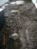 Bunk-bed holding 2 hatchlings - loads-of-room